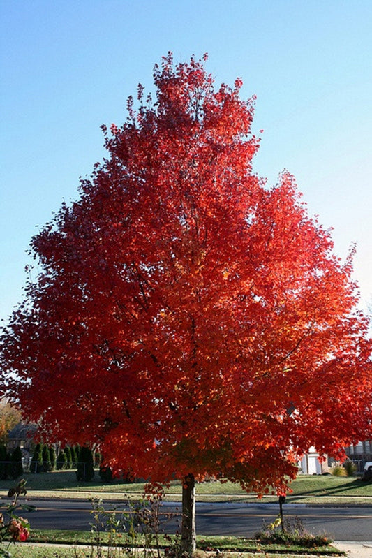 October Glory® Maple Tree | Acer rubrum 'October Glory® 'PNI 0268' | 5 Gallon Tree