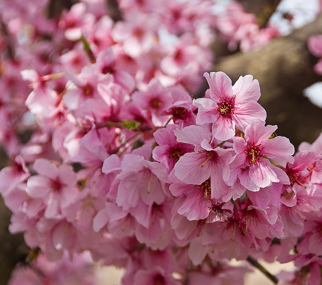 Pink Cloud Flowering Cherry Tree Online Trees