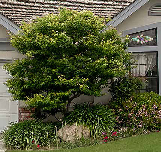 Red Japanese Maple Tree