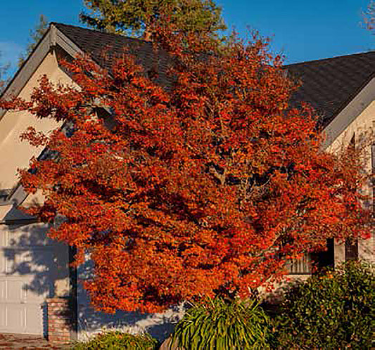 Red Japanese Maple Tree