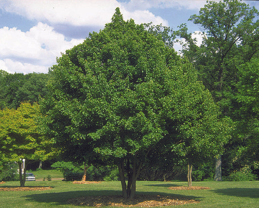 Trident Maple Tree