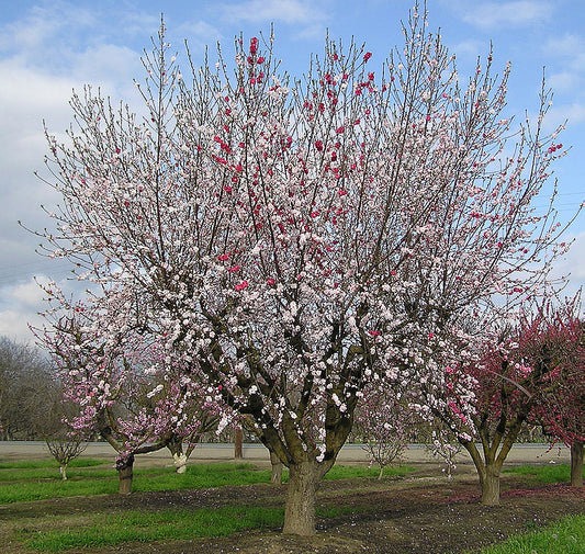 Variegated (Peppermint) Flowering Peach