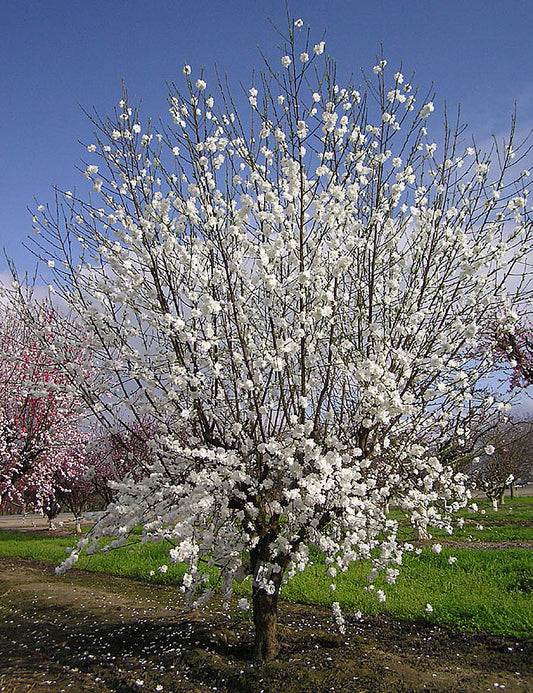 White Icicle Flowering Peach