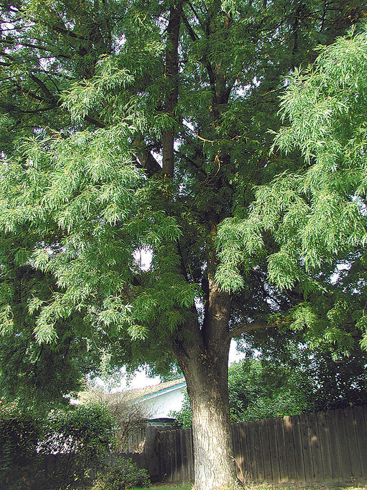 Wier Maple Tree