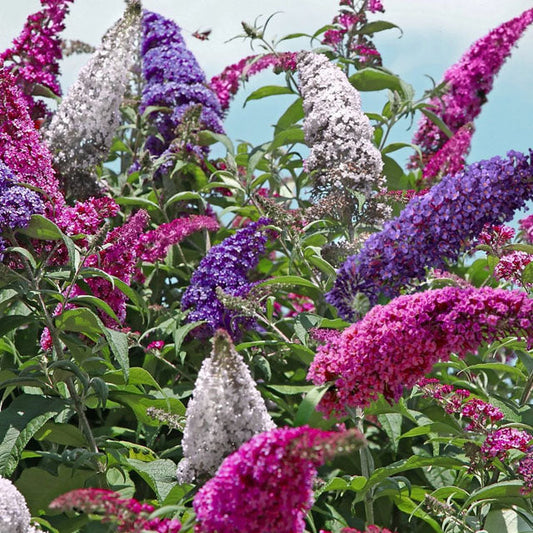 "All the Buzz" Buddleia Collection | 3 in 1 Butterfly Bush | Quart Container