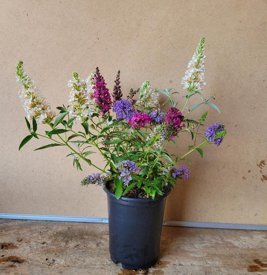 "All the Buzz" Buddleia Collection | 3 in 1 Butterfly Bush | Quart Container