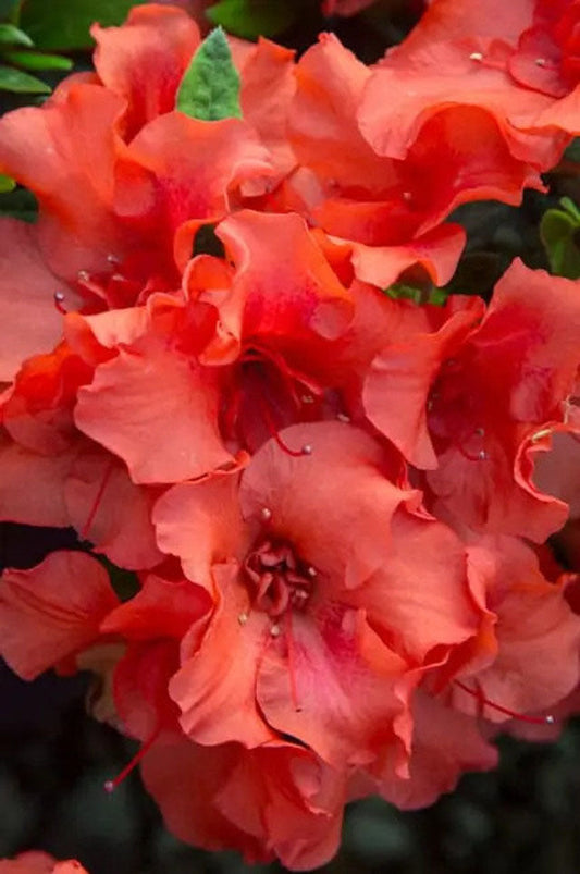 Autumn Embers® Encore Azalea | Rhododendron ‘Conleb’ PP10581 | 3 Gallon Plant
