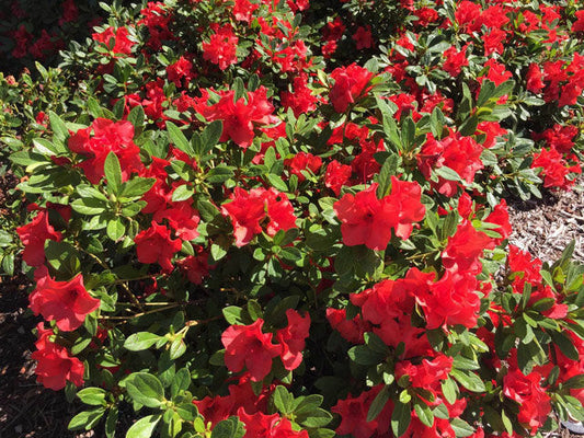 Autumn Embers® Encore Azalea | Rhododendron ‘Conleb’ PP10581 | 3 Gallon Plant