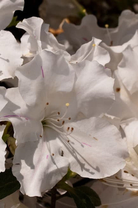 Autumn Lily® Encore Azalea | Rhododendron 'Roblex' PP25073 | 1 & 3 Gallon Plant