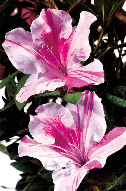 Autumn Twist® Encore Azalea | Rhododendron ‘Conlep’ PP12133 | 1 & 3 Gallon Plant