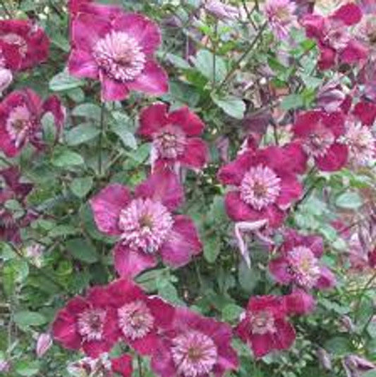Avant Garde Clematis| (Clematis Avant-Garde 'Evipo033')