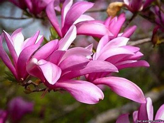 Betty Magnolia | Pink Tulip Tree | Magnolia liliflora 'Nigra' x M. stellata 'Rosea' | 1 & 3 Gallon Plant