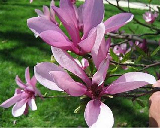 Betty Magnolia | Pink Tulip Tree | Magnolia liliflora 'Nigra' x M. stellata 'Rosea' | 1 & 3 Gallon Plant