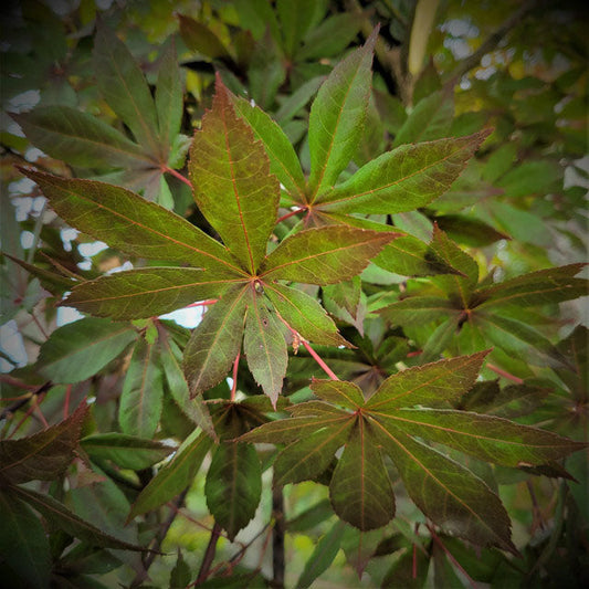 Bloodgood Japanese Maple | Acer palmatum 'Bloodgood' | Quart Plant