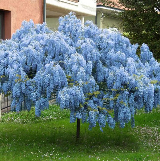 Blue Chinese Wisteria Tree | Wisteria sinensis | 1 & 3 Gallon Plants