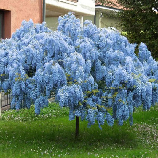 Blue Chinese Wisteria Tree | Wisteria sinensis