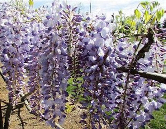 Blue Chinese Wisteria Vine | Wisteria sinensis | Custom Grown Vine | Quart, 1 & 3 Gallon Plant