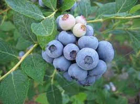 Blueberries Rabbiteye | Vaccinium ashei | 3 Gallon Container