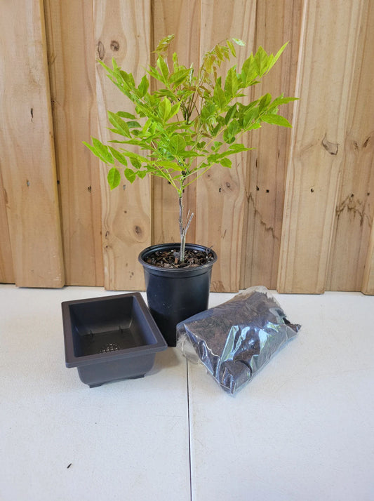 Bonsai Kit | Includes Plant, Pot, & Soil | Quart Plant