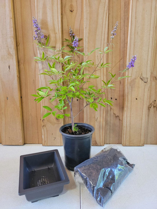 Bonsai Kit | Includes Plant, Pot, & Soil | Quart Plant
