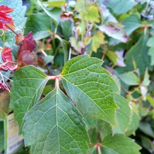 Boston Ivy | Partenocissus tricuspidata 'Boston Ivy' | 1 Gallon Plant
