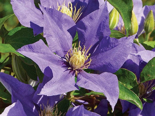 Boulevard® Olympia™ Clematis Clematis 'Evipo099' PPAF | Quart Plant