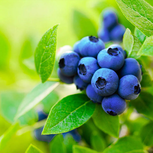 Brightwell Blueberry Bush