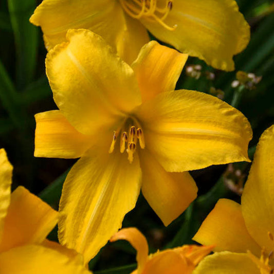 Buttered Popcorn Daylily | Repeat Blooming Daylily | Hemerocallis 'Buttered Popcorn' | 1 Gallon Plant