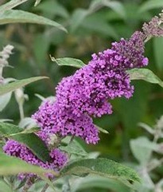 Buzz® Lavender Butterfly Bush