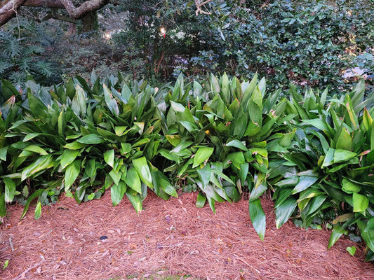 Cast Iron Plant - Aspidistra elatior "Cast Iron Plant"