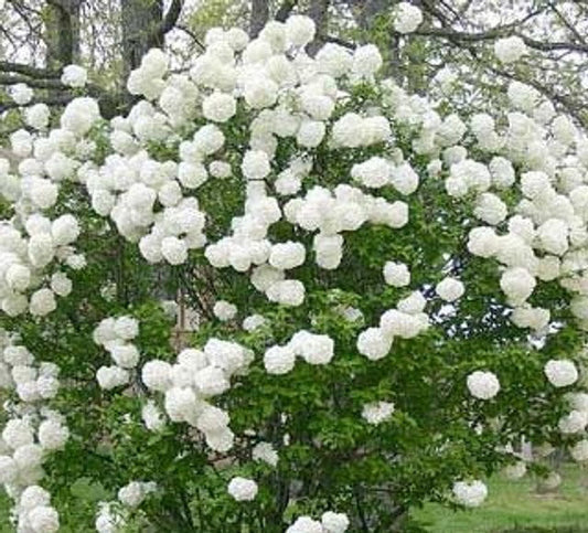 Chinese Snowball Viburnum | Viburnum macrocephalum 'Sterile' | 3 Gallon Plant 3' Tall