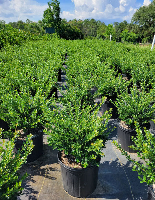 Compact Japanese Holly | Ilex crenata Compacta | Quart, 1, & 3 Gallon Plant