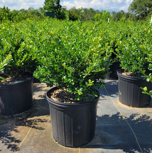 Compact Japanese Holly | Ilex crenata Compacta | Quart, 1, & 3 Gallon Plant