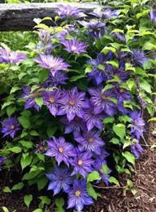 Crystal Fountain Clematis| Clematis 'Evipo 038' | Quart Plant