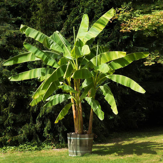 Dwarf Cavendish Banana Tree