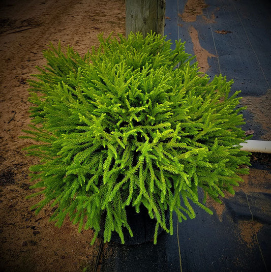 Dwarf Japanese Cedar | Cryptomeria japonica 'Globosa Nana' | 3, 5, & 7 Gallon Plant