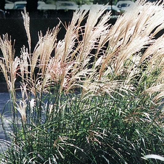 Dwarf Maiden Grass Grass | Miscanthus sinensis 'Adagio' | Quart & 3 Gallon Plant