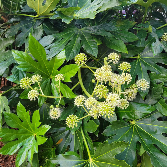 Fatsia Japonica | Aralia sieboldi 'Fatsia japonica' | Quart & 1 Gallon Plant