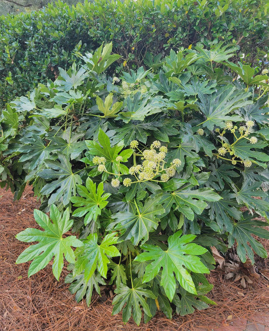 Fatsia Japonica | Aralia sieboldi 'Fatsia japonica' | Quart & 1 Gallon Plant