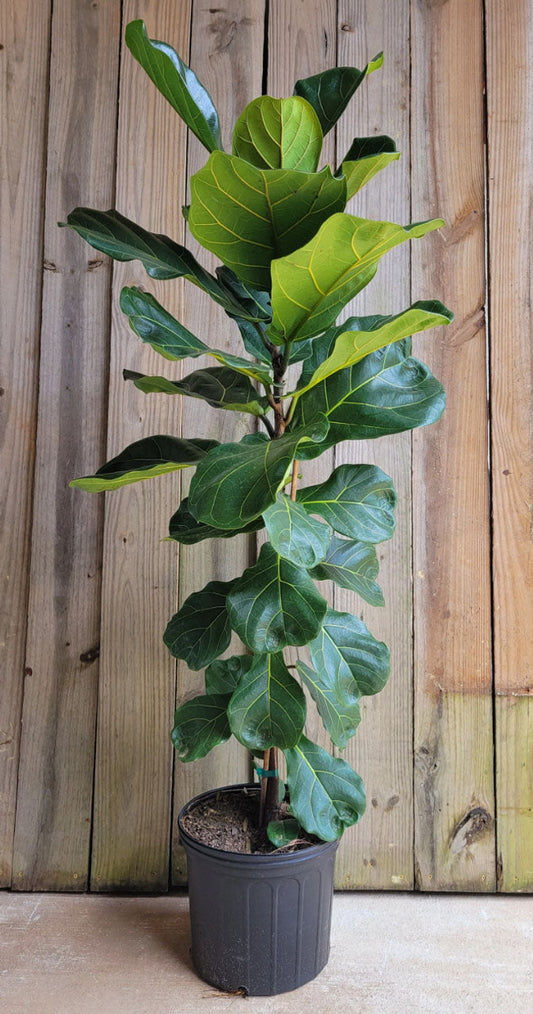 Fiddle-Leaf Fig | Ficus lyrate | 1 & 3 Gallon Plant