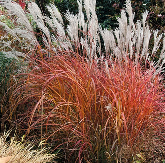 Fire Dragon Maiden Grass | Miscanthus sinensis 'Fire Dragon' | Quart & 3 Gallon Plant