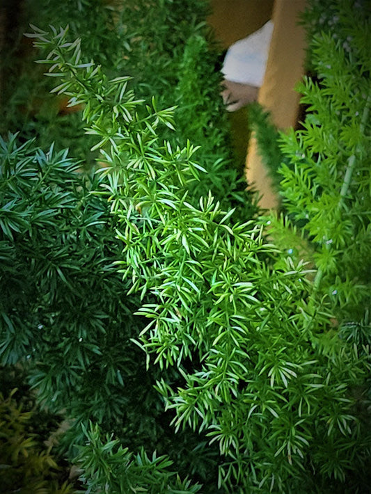 Foxtail Fern | Asparagus densiflorus ‘Myers’ | Quart Plant