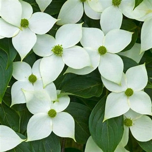 Kousa Dogwood | Kousa var. chinensis 'Kousa' | White Flowering Dogwood | 5 Gallon Plant