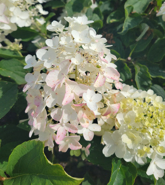 Little Hottie® Hydrangea (First Editions Hydrangea paniculata 'BAILPANONE' )