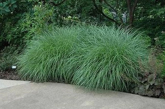 Little Kitten Dwarf Maiden Grass | Miscanthus sinensis 'Little Kitten' | Quart & 3 Gallon Plant