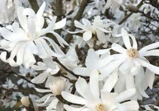 Magnolia ‘Royal Star’ | 1 Gallon Tree