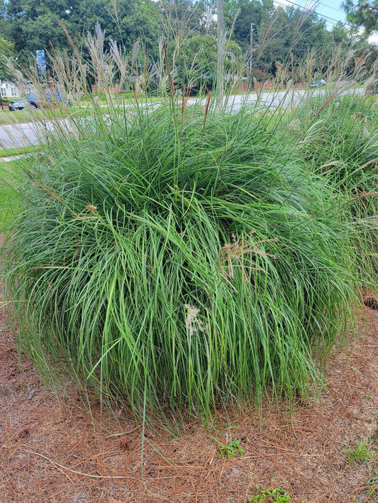 Maiden Grass | Miscanthus sinensis ‘Gracillimus’ | Quart Plant