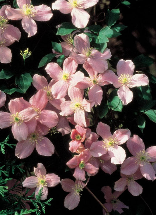Montana Mayleen Clematis | Clematis montana 'Mayleen' | Quart Plant