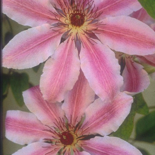 Nelly Moser Clematis |Clematis 'Nelly Moser’ | Quart Plant