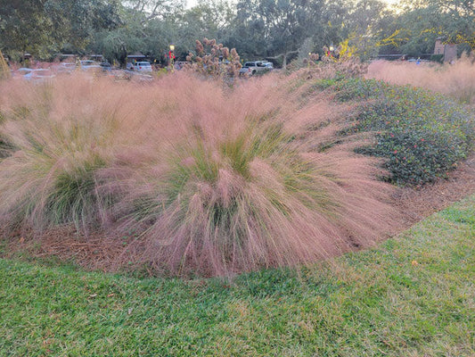 Pink Muhly Grass | Mulenbergia capillaris | Quart & 3 Gallon Plant